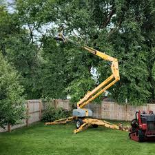 Tree and Shrub Care in Palmview, TX