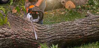 Best Stump Grinding and Removal  in Palmview, TX