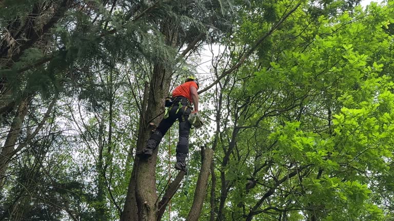 Best Hazardous Tree Removal  in Palmview, TX