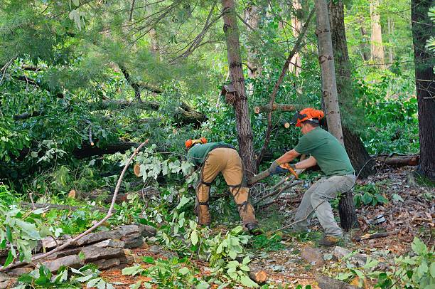 Seasonal Cleanup (Spring/Fall) in Palmview, TX