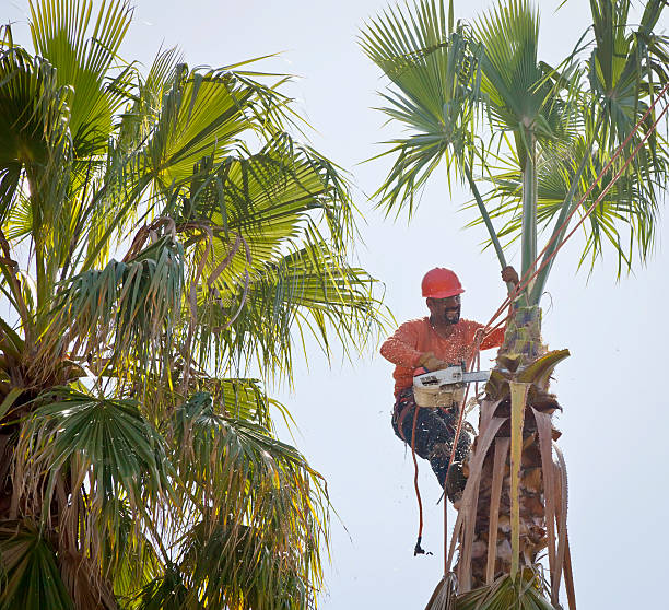 Best Tree Maintenance Programs  in Palmview, TX