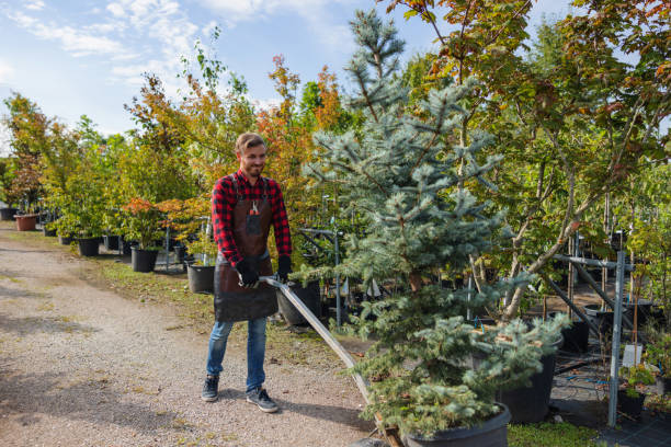 Best Weed Control  in Palmview, TX