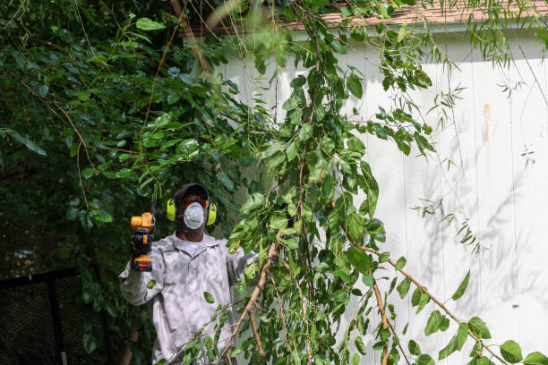 How Our Tree Care Process Works  in  Palmview, TX