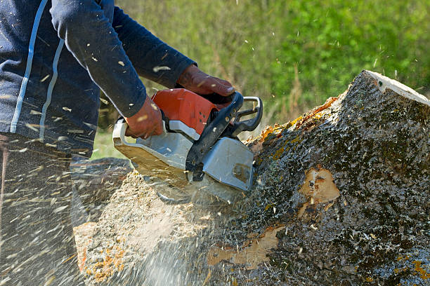 Best Palm Tree Trimming  in Palmview, TX